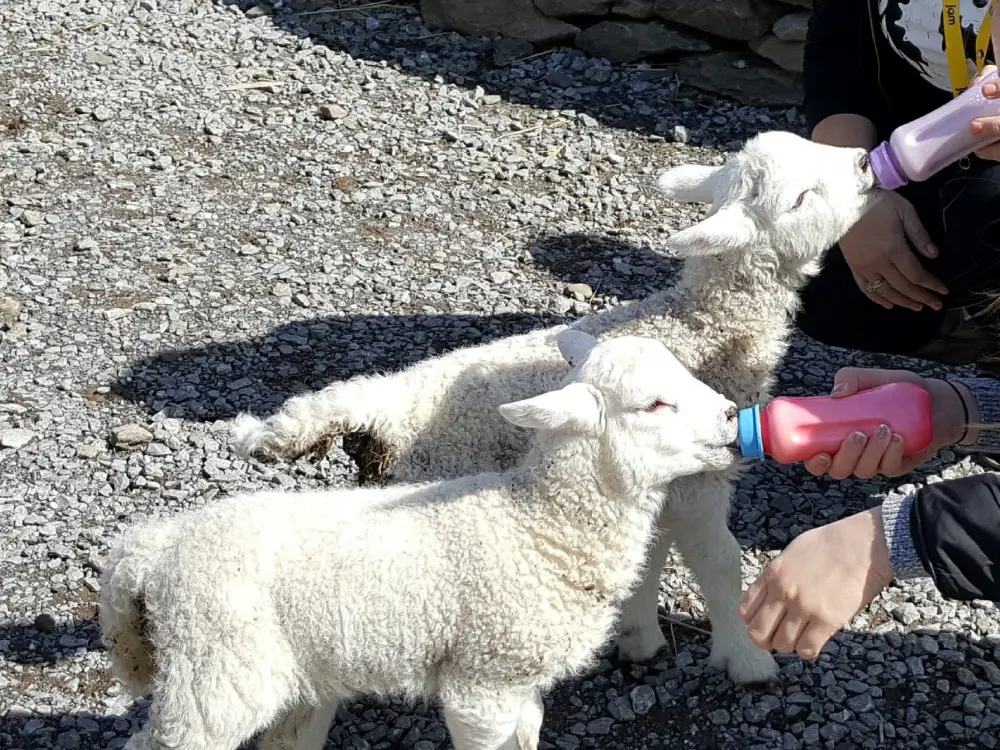 Blog Hold a Baby Lamb Dingle
